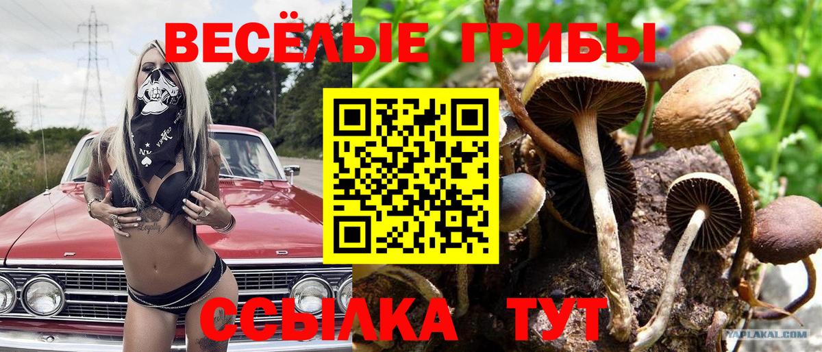 Галлюциногенные грибы GOLDEN TEACHER  Вход с VPN  Галлюциногенные грибы прущие грибы  Красноармейск 